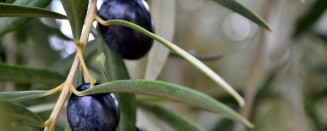 El Aceite de Orujo de Oliva su origen es la aceituna