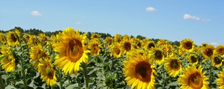 Aceites de Semillas Oleaginosas