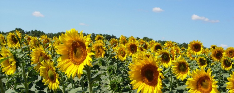 Aceites de Semillas Oleaginosas